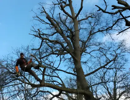 Jardinet Paysage Paysagiste Pleurtuit Elagage